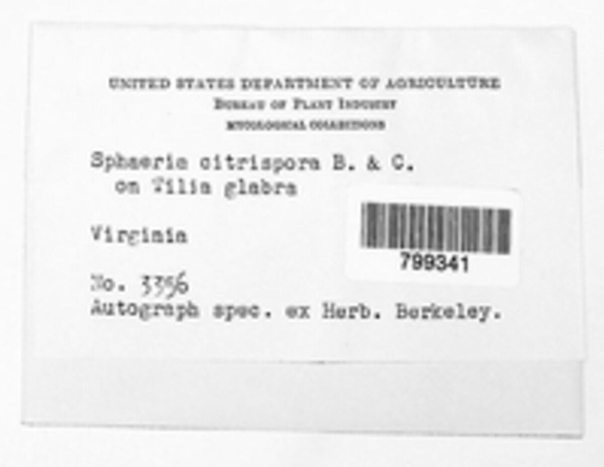 Sphaeria citrispora image